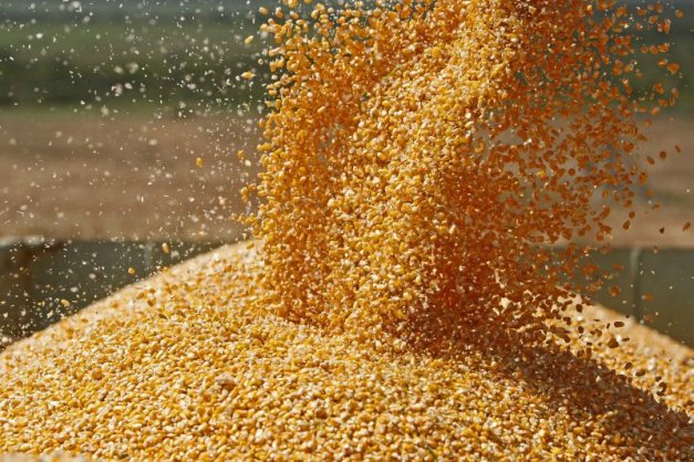 Safra de milho foi revisada mais uma vez, projetada em 2,6 milhões de toneladas