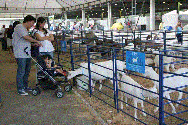 Rebanho bovino bate novo recorde e é 12,7% maior do que a população no Brasil