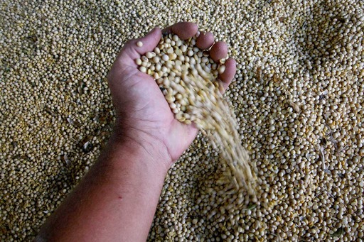 Analistas observam que Brasil pode ser o principal beneficiário da guerra comercial envolvendo a soja Analistas observam que Brasil pode ser o principal beneficiário da guerra comercial envolvendo a soja