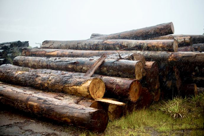 Imagem de Desmatamento na mata atlântica cresce 27% entre 2018 e o primeiro ano do governo Bolsonaro Imagem de Desmatamento na mata atlântica cresce 27% entre 2018 e o primeiro ano do governo Bolsonaro